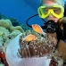 anemonefish_pink_kimafuk04_v_0191_sul2146.jpg